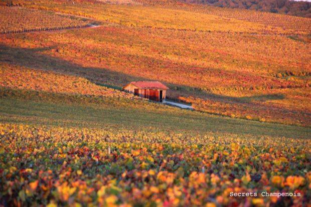 champagne-secret chamepnois-automne